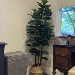 Fake Fiddle Leaf Fig Plant