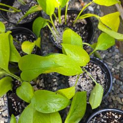 Neon Pothos