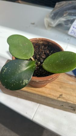 Hoya Obovata Splash