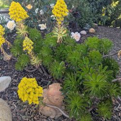 Free Plants - You Dig Them Up