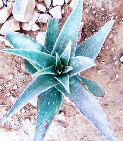 Blue agave cactus