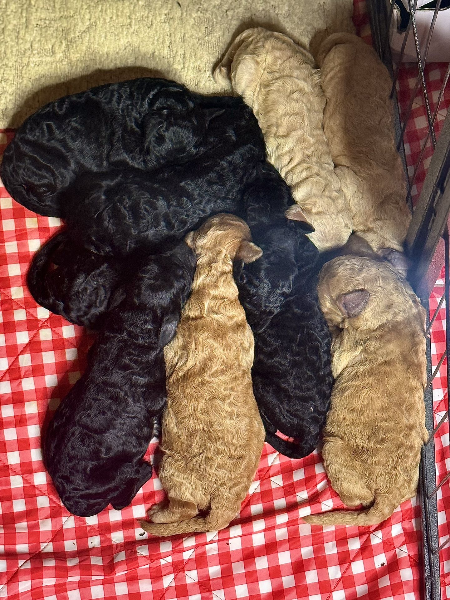 Golden doodle Blanket