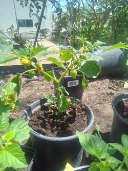 Tomatillo Plants 5 Each