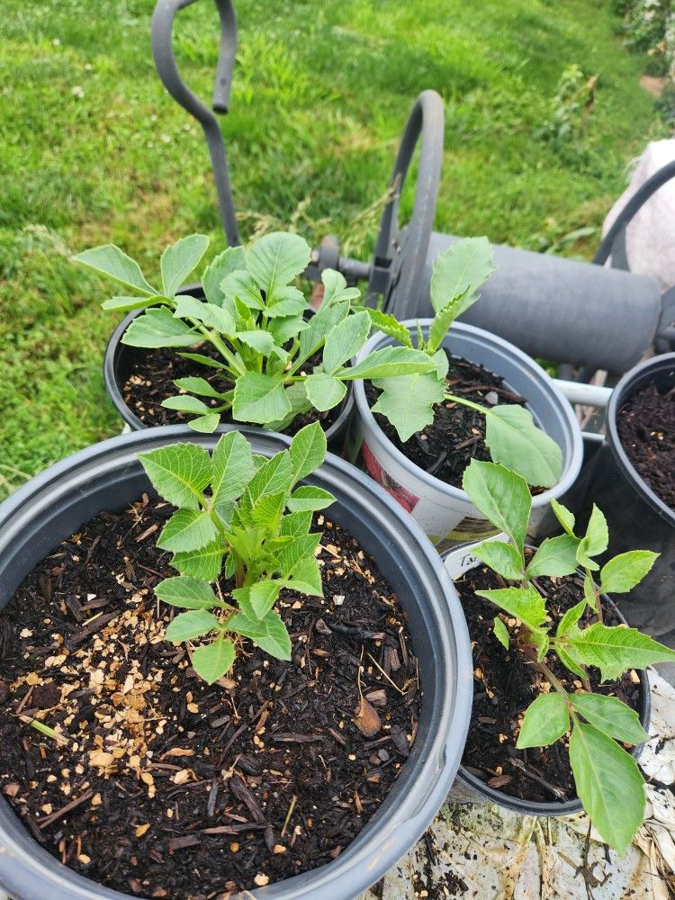 Dahlia Plants