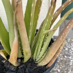 Aloe Vera Plants