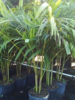 OPEN TODAY! CHRISTMAS PALM IN 7 GALLONS ABOUT 5' WITH MULTIPLE TRUNK FOR ONLY $30 ONLY A FEW LEFT!