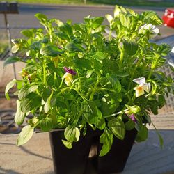 Estoy Vendiendo Esta Plata de Flores 