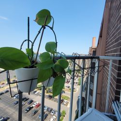 Balcony Plants Hangers
