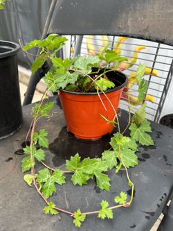 Small plant that wraps around