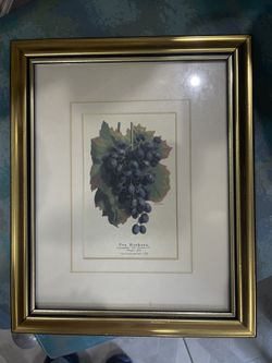 Grapes