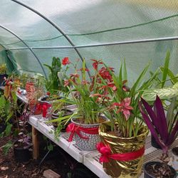 Plants , Why  Give Poinsettias  ?,they ..  are beautiful. New Plant For the  start Of a NEW Year