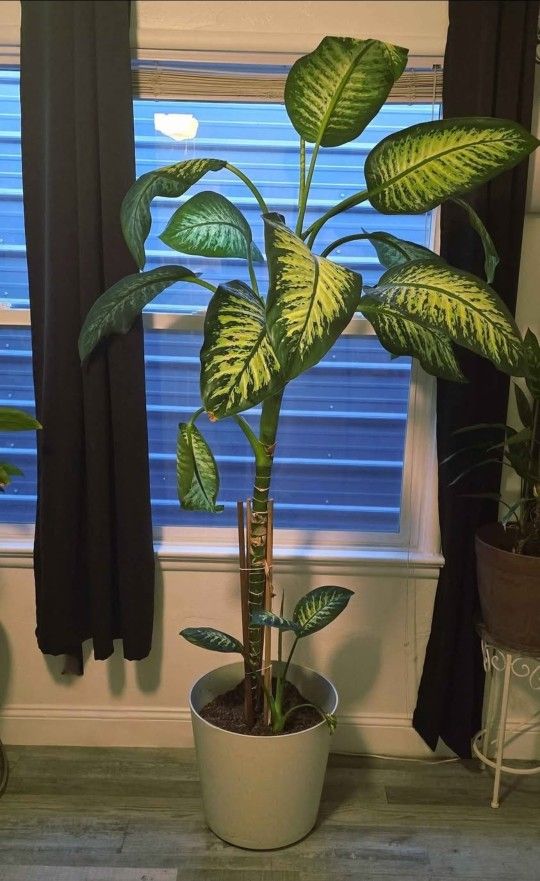 Dumb Cane Plant
