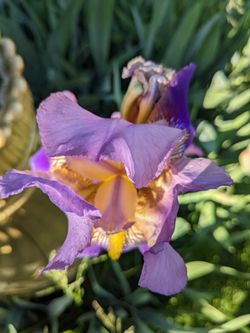 Purple Iris