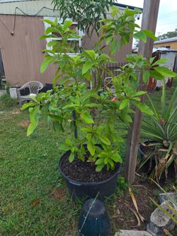 Potted Avocado Seedling Tree