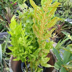 Macho Fern Plant Landscape Plant House Plant