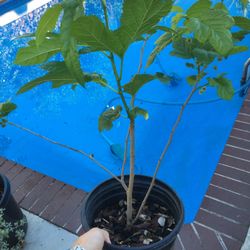mulberry tree with small tasty fruit (not ripe yet)