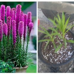 Blazing Star Potted Plants 10$