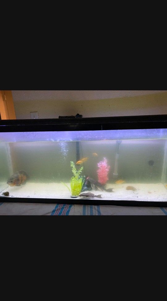 55 Gallon Fish Tank 