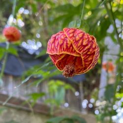 #23 Red  Chinese lantern Plant 5gal Pot 2feet Tall