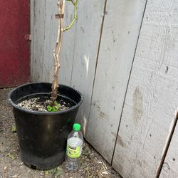  Grape Plant