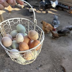 Fresh Eggs