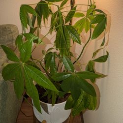 Beautiful Schefflera House Plant