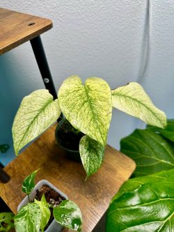 Monstera Mint