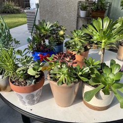 Beautiful Succulents