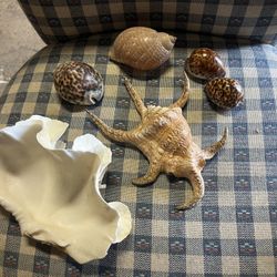 Sea Shells Clam Shell