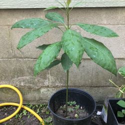 Avocado Plant 