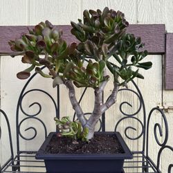 Bonsai Oger Tree Jade