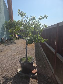 Plum Tree for SALE