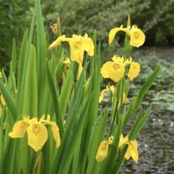 Yellow Water Iris Backyard Pond Iris Plant