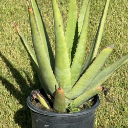 Big Plant Aloe 