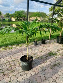 christmas palm adonidia merrillii (7 gallon)