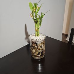 Bamboo Lucky Plant 