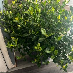 Gardenia 