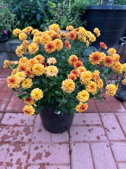 Carnation