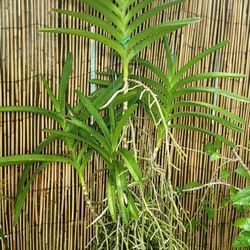 Large DOUBLE SPIKE Vanda Orchid Ben Fragrance Multi plant