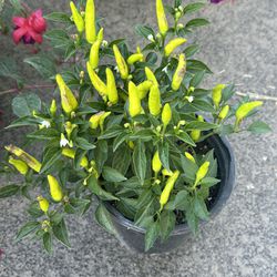 Thai Peppers Plant’s 🌶️🪴 ($10.00 Each) 