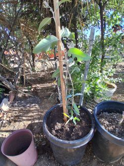 Plants