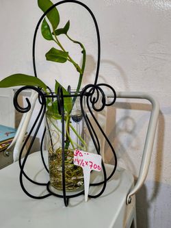 Golden Pothos