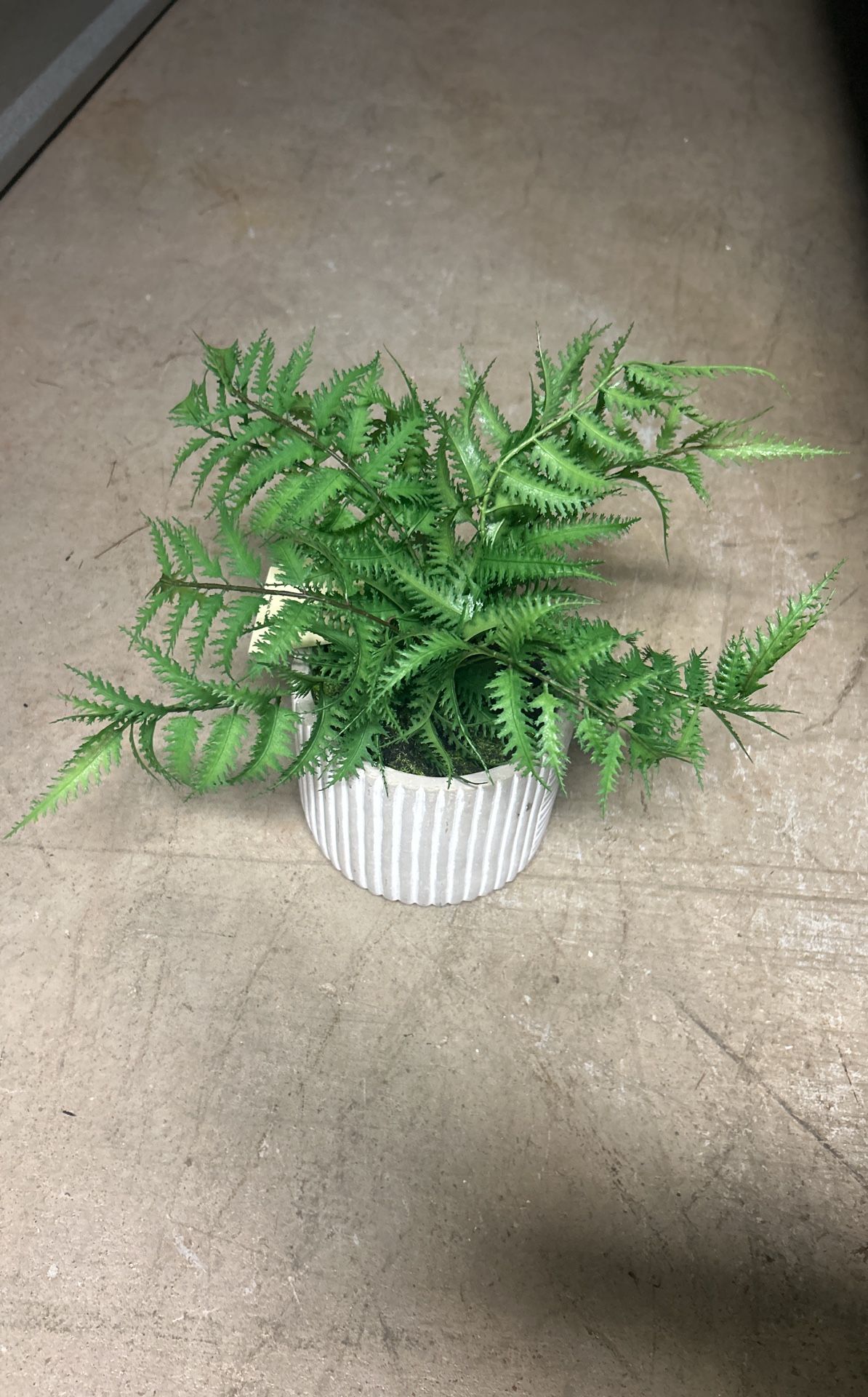 Small Faux House Plant
