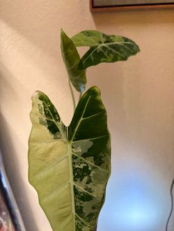 Alocasia dragon scale mint. alocasia frydek variegated