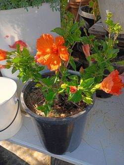 Planta 🏵️