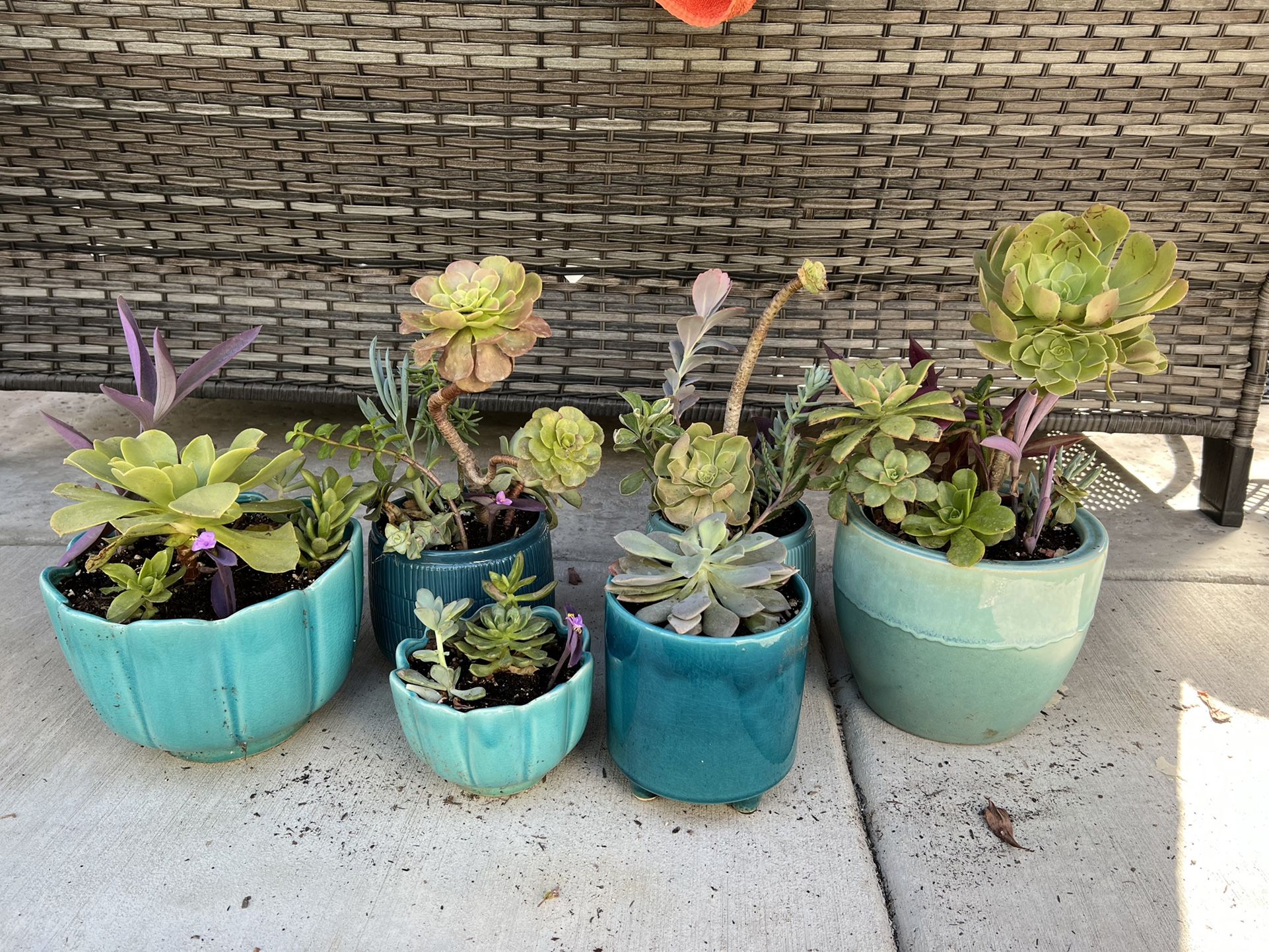 Cute Succulents