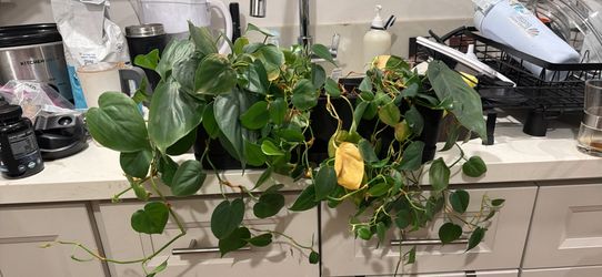 PLANTS - Philodendron