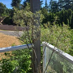 Seaberry Plant. Almost 6ft Tall