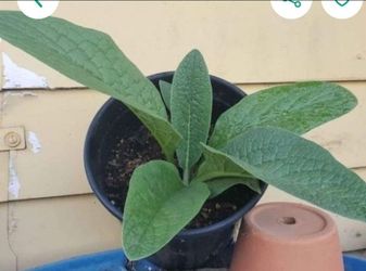 Organic Comfrey Plant - 3/$20