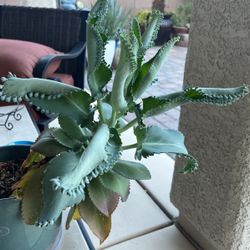 Mother Of Thousands 